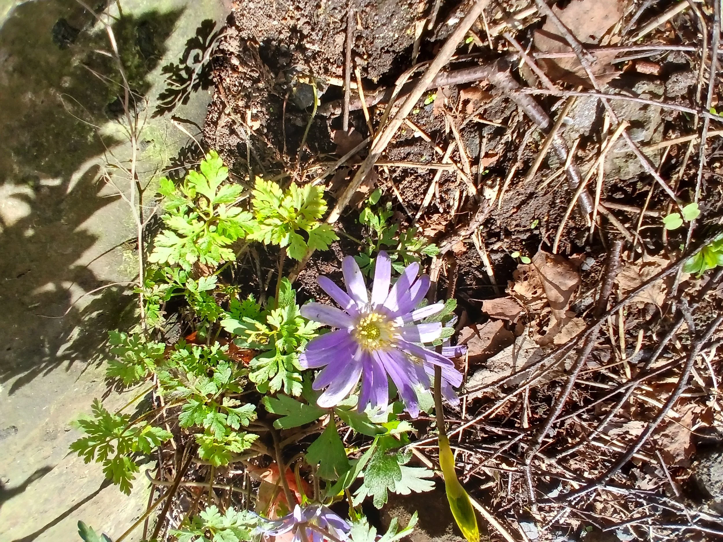 Anemone species — BSBI VC77